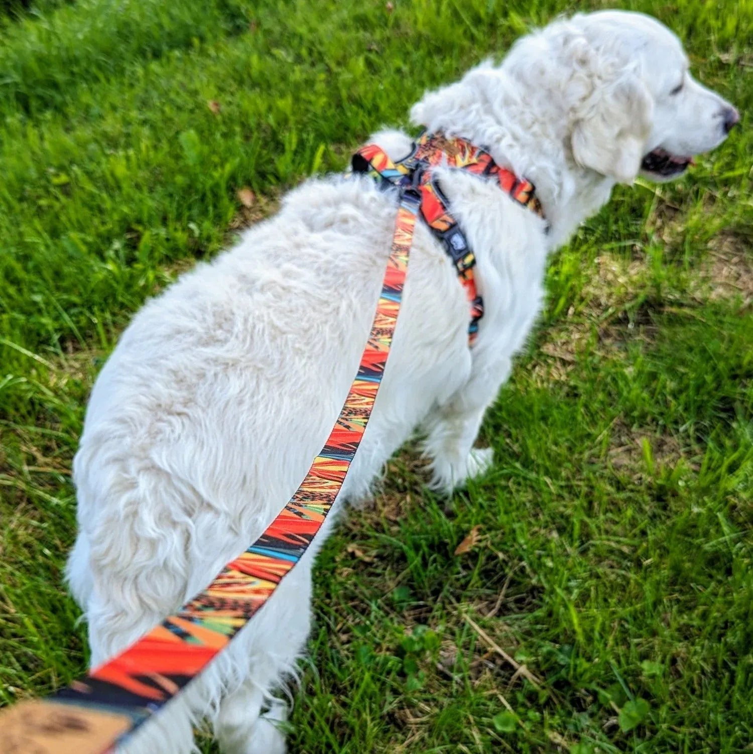 Laisse pour chien Tropical