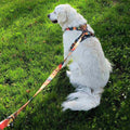 Laisse pour chien Tropical